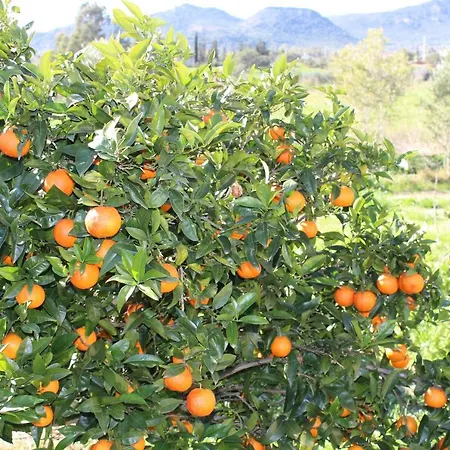 Le Querce *